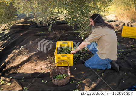 Mature man kneeling on black net under olive tree, sorting olives into yellow crate, copy space 132985897