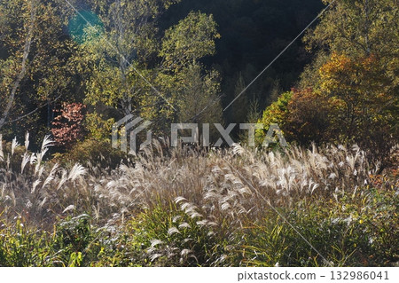 Morning light and silver grass 132986041