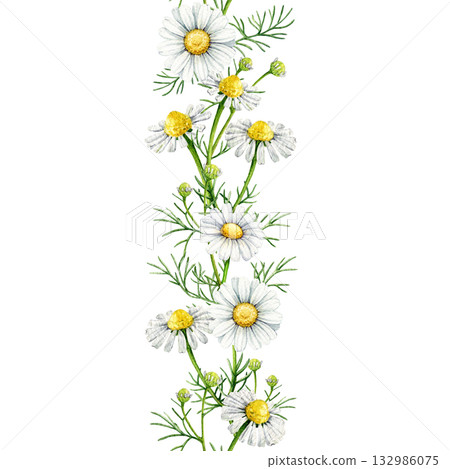 Chamomile herb white flowers seamless border decor element watercolor illustration. Hand drawn matricaria chamomilla medicinal healing natural herb blooming flowers border on white background 132986075