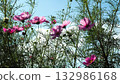 I took a photo of the beautifully blooming pink cosmos. 132986168
