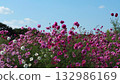 Lovely red and pink cosmos flowers swaying in the wind 132986169