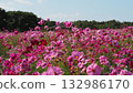 A hill of magnificent cosmos blooming all around 132986170