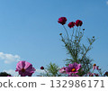 The red cosmos that look like they're stretching out under the blue sky are adorable. 132986171