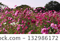Lovely white, pink and red cosmos flowers 132986172