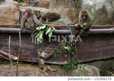 Saruyama's monkey 132986179