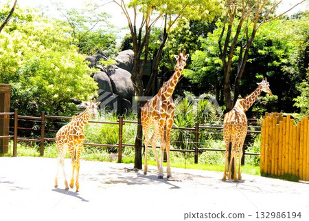 長頸鹿的父母和孩子 132986194