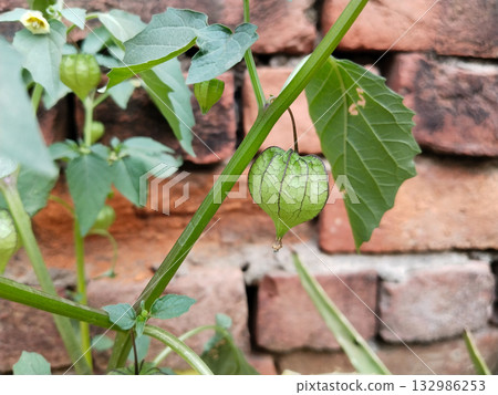 Unripe rasbhari fruit hanging on plant with papery husk in farmland setting, green immature Cape gooseberries growing before harvest season in rural India 132986253