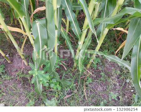 Close-up view of green maize plants growing in a field with fresh and healthy corn leaves Close-up view of green maize plants growing in a field with fresh and healthy corn leaves 132986254