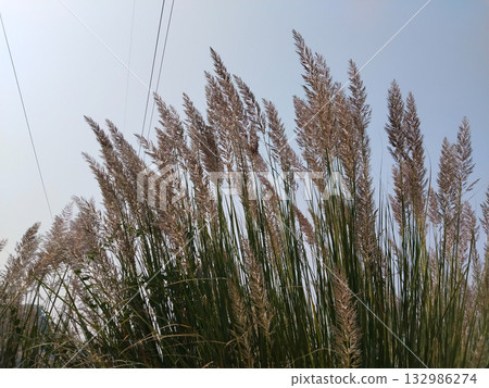 Blooming kans grass (Saccharum spontaneum) with tall feathery plumes in rural Indian field, symbol of seasonal transition and natural grassland beauty, captured in clear sunlight. Blooming kans grass (Saccharum spontaneum) with tall feathery plumes in rural Indian field, symbol of seasonal transition and natural grassland beauty, captured in clear sunlight. 132986274