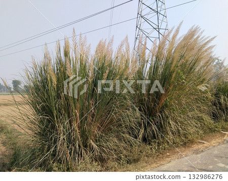 Tall wild grass with blooming white plumes growing densely along rural roadside, symbolizing seasonal change and natural grassland vegetation in India, captured under daylight. Tall wild grass with blooming white plumes growing densely along rural roadside, symbolizing seasonal change and natural grassland vegetation in India, captured under daylight. 132986276