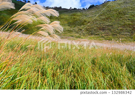 索尼高原、日本銀草、索尼鎮 索尼高原、日本銀草、索尼鎮 132986342