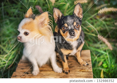 Two black and white Chihuahua dogs in the garden. 132986352