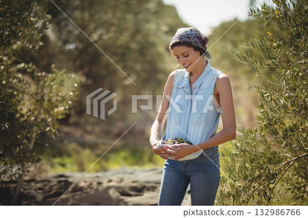 Woman wearing denim top gathering olives and using collection net at olive grove Woman wearing denim top gathering olives and using collection net at olive grove 132986766