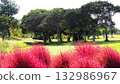 A park scene with red kochia 132986967