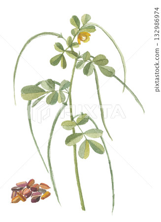 西伯利亞月桂和日本決明花及種子的水彩畫 132986974
