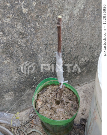 Neem plant propagation using grafting method with mature tree branch inserted in young seedling grown in plastic bottle, agricultural nursery technique for clone plantation and growth enhancement 132986986