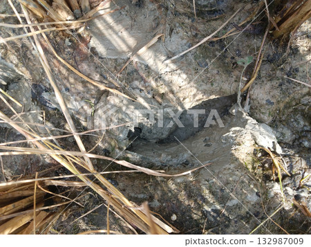 Deep heavy footprint embedded in soft muddy ground of paddy field in rural India showing agricultural activity and human presence 132987009