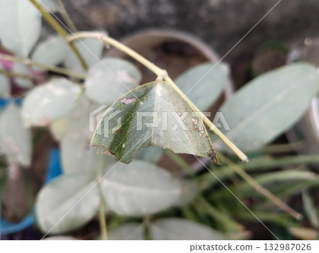 Close-up of Amaltas leaf partially eaten by insects, showing natural damage on Golden Shower tree foliage in rural setting, detailed macro view of Cassia Fistula plant 132987026