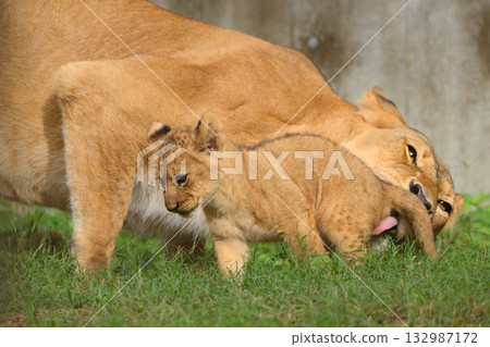 小獅子被媽媽舔屁股 132987172