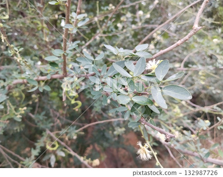 Close-up of fresh green leaves of the jungle jalebi (Manila tamarind) tree showing compound leaf structure with blurred natural background in outdoor sunlight. 132987726