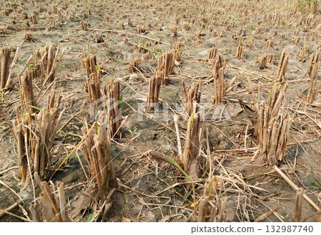 Paddy field after complete harvest showing only dry stubs and roots left on ground, post-harvest rural farmland in India during clear daylight Paddy field after complete harvest showing only dry stubs and roots left on ground, post-harvest rural farmland in India during clear daylight 132987740