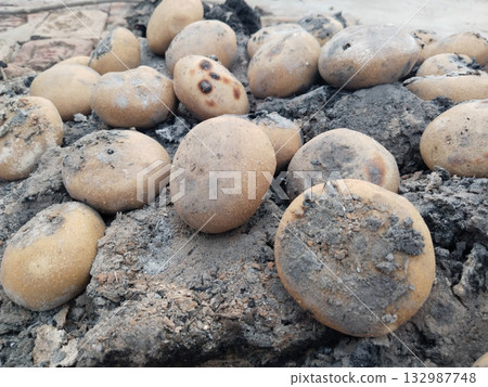 Round wheat flour balls being roasted on residual ashes of burnt cow dung cakes in traditional Indian village method, showing post-fire slow cooking technique used for preparing litti Round wheat flour balls being roasted on residual ashes of burnt cow dung cakes in traditional Indian village method, showing post-fire slow cooking technique used for preparing litti 132987748