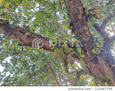 Young jackfruit growing abundantly on jackfruit tree trunk and branches in early stage, showing cluster of small green fruits in tropical farm environment during daylight Young jackfruit growing abundantly on jackfruit tree trunk and branches in early stage, showing cluster of small green fruits in tropical farm environment during daylight 132987749