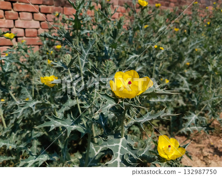 Dense growth of blooming Satyanashi (Argemone mexicana) plants with vibrant yellow flowers in wild terrain, showcasing toxic spiny foliage and natural habitat under bright sunlight 132987750