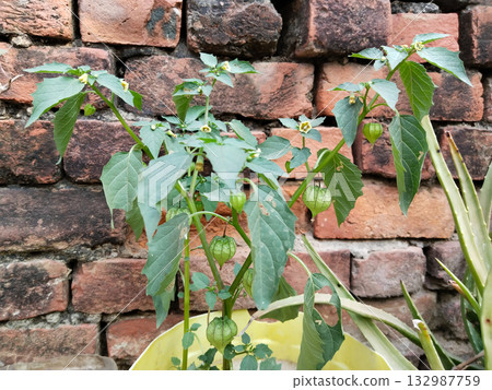 Unripe rasbhari fruit hanging on plant with papery husk in farmland setting, green immature Cape gooseberries growing before harvest season in rural India 132987759