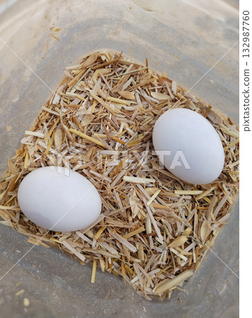 Top view of two pigeon eggs resting on dry straw inside a plastic container, depicting simple natural hatching setup in rural environment with organic protection and warmth Top view of two pigeon eggs resting on dry straw inside a plastic container, depicting simple natural hatching setup in rural environment with organic protection and warmth 132987760