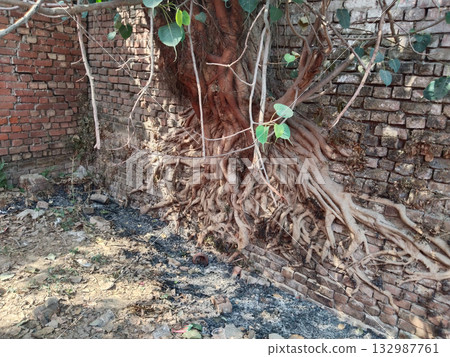 Intertwined banyan tree roots growing over old brick wall showcasing nature's dominance over man-made structures, symbol of time, resilience, and natural reclamation Intertwined banyan tree roots growing over old brick wall showcasing nature's dominance over man-made structures, symbol of time, resilience, and natural reclamation 132987761