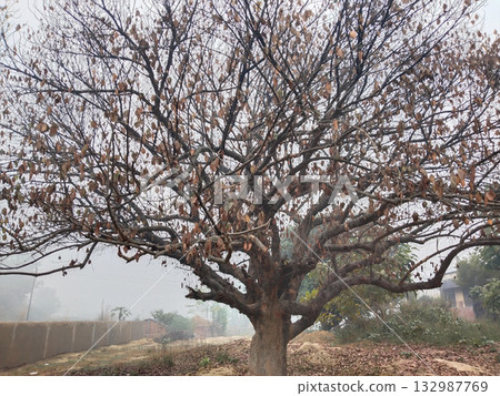 Full-frame view of completely dried jackfruit tree with sparse wilted leaves on branches, captured in harsh sunlight indicating seasonal dryness and natural vegetation cycle Full-frame view of completely dried jackfruit tree with sparse wilted leaves on branches, captured in harsh sunlight indicating seasonal dryness and natural vegetation cycle 132987769