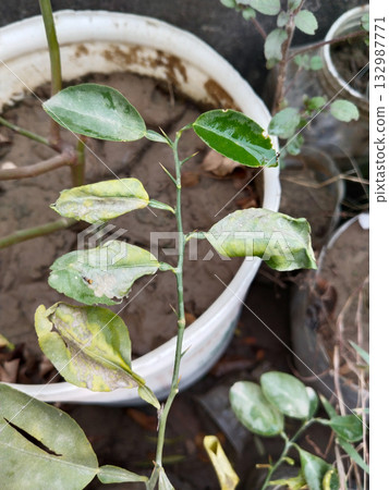 Lemon plant leaves severely eaten by insects, showing pest damage, disease symptoms and natural infestation on citrus foliage in rural farm or home garden Lemon plant leaves severely eaten by insects, showing pest damage, disease symptoms and natural infestation on citrus foliage in rural farm or home garden 132987771