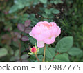 春意盎然的自然景色，紅花爛漫，一朵粉紅玫瑰盛開。 132987775