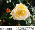 春日景色，特寫鏡頭展現了紅色的花蕾和黃白色的玫瑰。 132987776