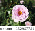 春日花海，特寫鏡頭展現淡紫色玫瑰。 132987781