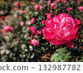 秋日裡一片艷麗的粉紅玫瑰花海。 132987782