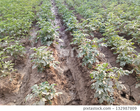 Close-up of green potato crop leaves in rural Indian farm field during winter season, showing healthy foliage and traditional agricultural practice in natural outdoor daylight 132987809