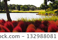 Park scenery with red kochia and a pond 132988081
