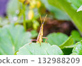 A grasshopper climbing up a leaf 132988209
