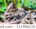 A grasshopper-like insect hiding in the grass 132988210