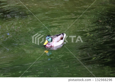 A landscape with ducks swimming in a pond with a green surface 132988296