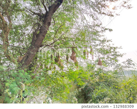 Multiple weaver bird nests hanging from tree branches showcasing intricate nest design, traditional rural wildlife behavior and natural bird habitat captured in full daylight frame 132988309