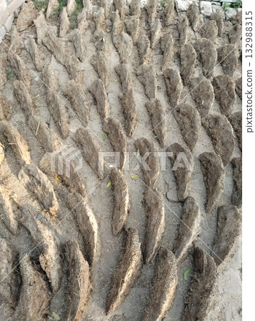 Cow dung cakes arranged in a straight line on rural roadside for drying under sunlight, traditional Indian method of fuel preparation using upla for cooking and heating in village households Cow dung cakes arranged in a straight line on rural roadside for drying under sunlight, traditional Indian method of fuel preparation using upla for cooking and heating in village households 132988315