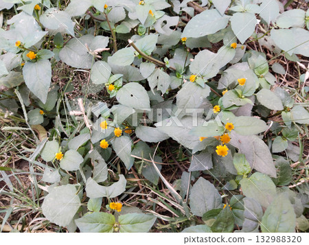 Flowering Akarkara plant with yellow button-like blooms and broad green leaves in rural Indian field, used in traditional medicine and known locally as Nirbisiya or toothache plant 132988320