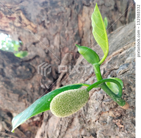 Young jackfruit growing abundantly on jackfruit tree trunk and branches in early stage, showing cluster of small green fruits in tropical farm environment during daylight Young jackfruit growing abundantly on jackfruit tree trunk and branches in early stage, showing cluster of small green fruits in tropical farm environment during daylight 132988332