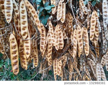 Closeup view of Albizia lebbeck seed pod clusters hanging from tree branches in dry brown condition, native Indian flora captured in natural daylight for botanical and educational use 132988381