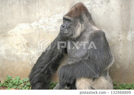在一個秋日的午後，一隻大猩猩閉上雙眼，思考著擺脫遺憾和雜念的意義。 132988809