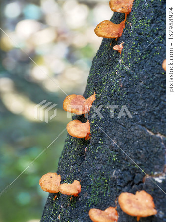 紅菇(緋紅菇) 紅菇(緋紅菇) 132988924