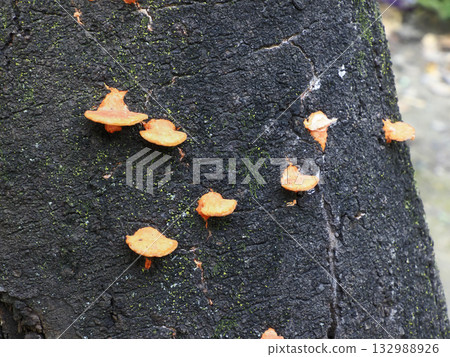 紅菇(緋紅菇) 紅菇(緋紅菇) 132988926